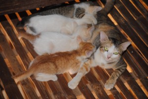 kittens2011
